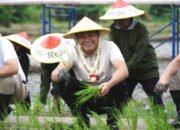 Program Contract Farming 2025 Tanam Padi Bersama di Sidoarjo