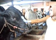 Satu Ekor Sapi dari Presiden Prabowo Untuk Kabupaten Sidoarjo