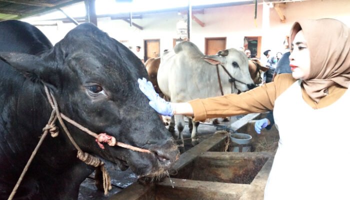 Satu Ekor Sapi dari Presiden Prabowo Untuk Kabupaten Sidoarjo