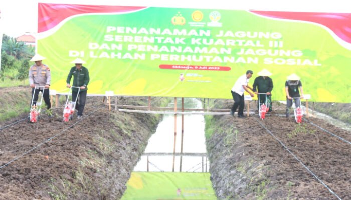 Tanam Jagung Serentak, Forkopimda Sidoarjo Gandeng Pesantren