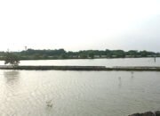 Banjir Datang Udang dan Ikan Hanyut, Petambak Rugi Ratusan Juta