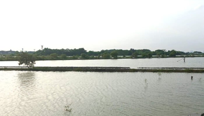 Banjir Datang Udang dan Ikan Hanyut, Petambak Rugi Ratusan Juta
