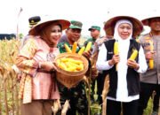 Stabilitas Ketahanan Pangan, Panen Raya Jagung Kuartal I 2026