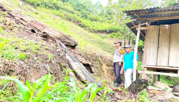 Bhabinkamtibmas Polsek Aralle Monitoring Lahan Jagung Binaan