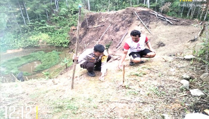 Bhabinkamtibmas Sumarorong Monitoring Lahan Jagung di Tabone
