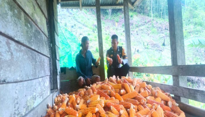 Panen Jagung di Desa Rippung Wujud Nyata Binaan Polisi