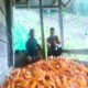 Panen Jagung di Desa Rippung Wujud Nyata Binaan Polisi