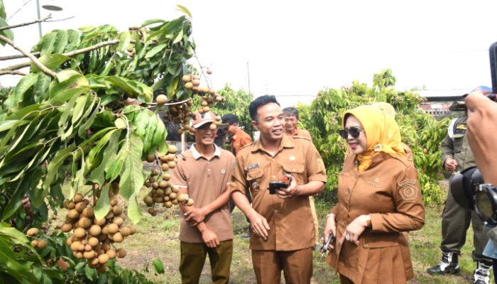 Wabup Sidoarjo Apresiasi Adanya Wisata Petik Buah Klengkeng