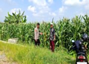 Optimalisasi Pengelolaan Lahan Jagung Oleh Polsek Tanggulangin