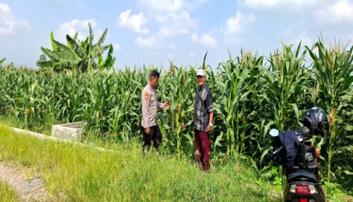 Optimalisasi Pengelolaan Lahan Jagung Oleh Polsek Tanggulangin