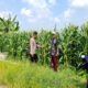 Optimalisasi Pengelolaan Lahan Jagung Oleh Polsek Tanggulangin