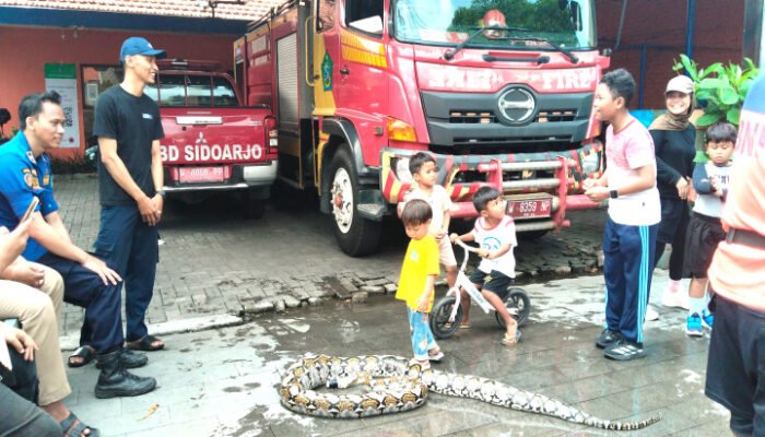 Tangkapan Ular Sanca Kini Jadi Tontonan Bocah Cilik-cilik