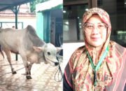 Barokalloh 13 Hewan Qurban Disalurkan di Masjid Agung Sidoarjo