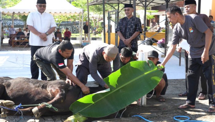 Puluhan Hewan Qurban Disembelih, Polda Sulbar Dalam Idul Adha