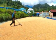 Bhabinkamtibmas Laksanakan Pendampingan Penjemuran Jagung