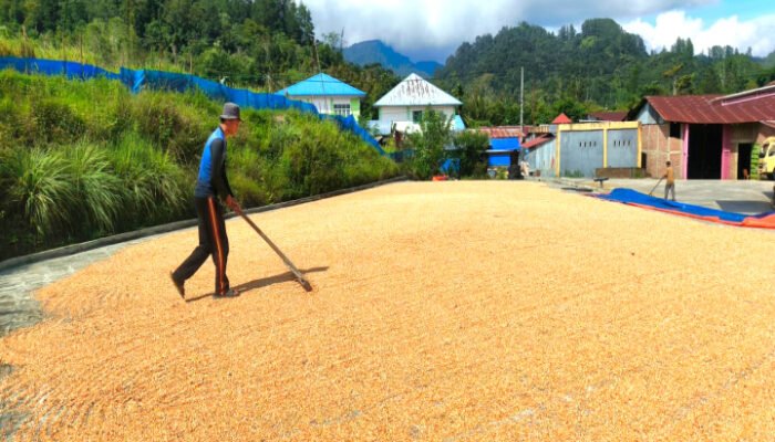 Bhabinkamtibmas Laksanakan Pendampingan Penjemuran Jagung