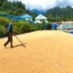 Bhabinkamtibmas Laksanakan Pendampingan Penjemuran Jagung