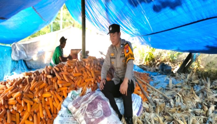 Polsek Mamasa Monitoring Panen Jagung di Desa Bambapuang