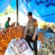 Polsek Mamasa Monitoring Panen Jagung di Desa Bambapuang
