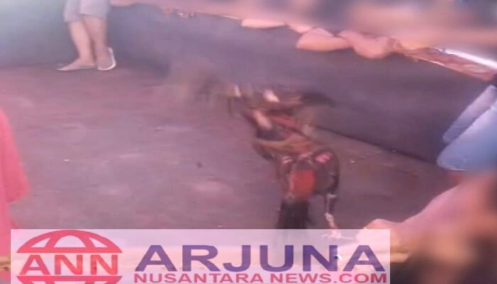 Judi Sabung Ayam di Bedengan Ambulu Diduga Beroperasi Lagi