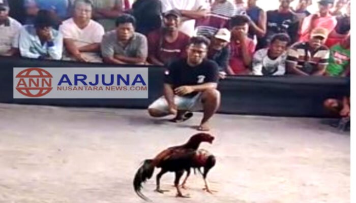 Diduga APH Diam, Sabung Ayam di Desa Lempeni Masih Berdenyut