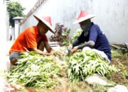 Budidaya Sayuran Lapas Sidoarjo Dukung Ketahanan Pangan