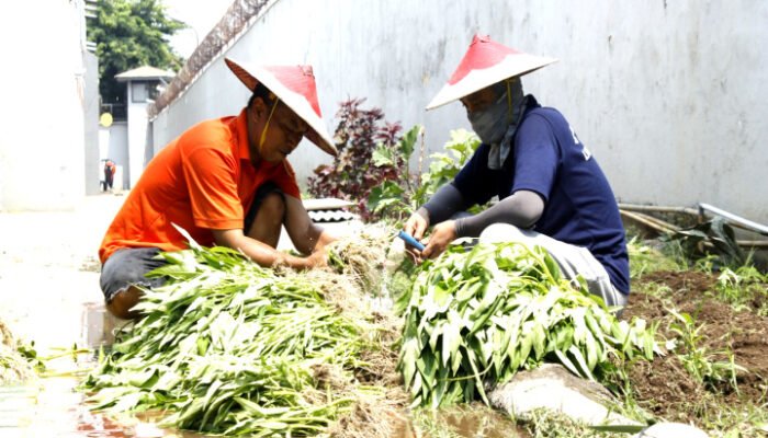 Budidaya Sayuran Lapas Sidoarjo Dukung Ketahanan Pangan
